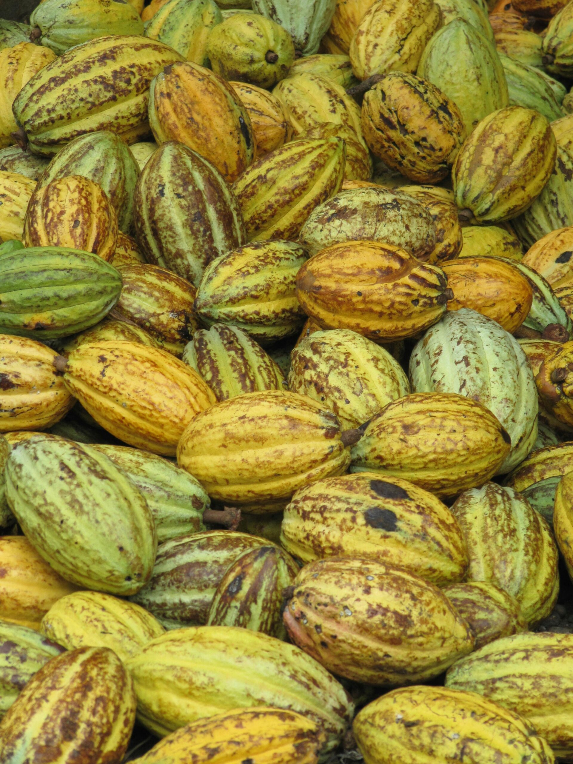 premium ethical cocoa